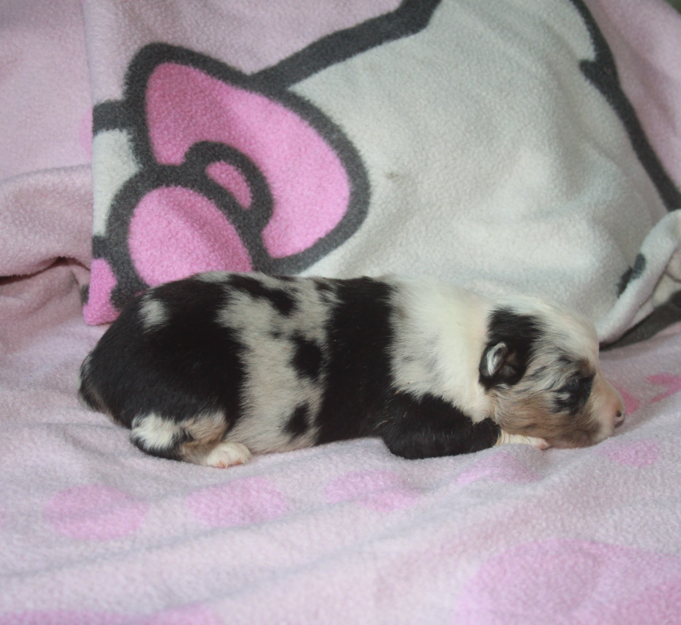 Des Minis Du Grand Fayard - Chiots disponibles - Berger Américain Miniature 
