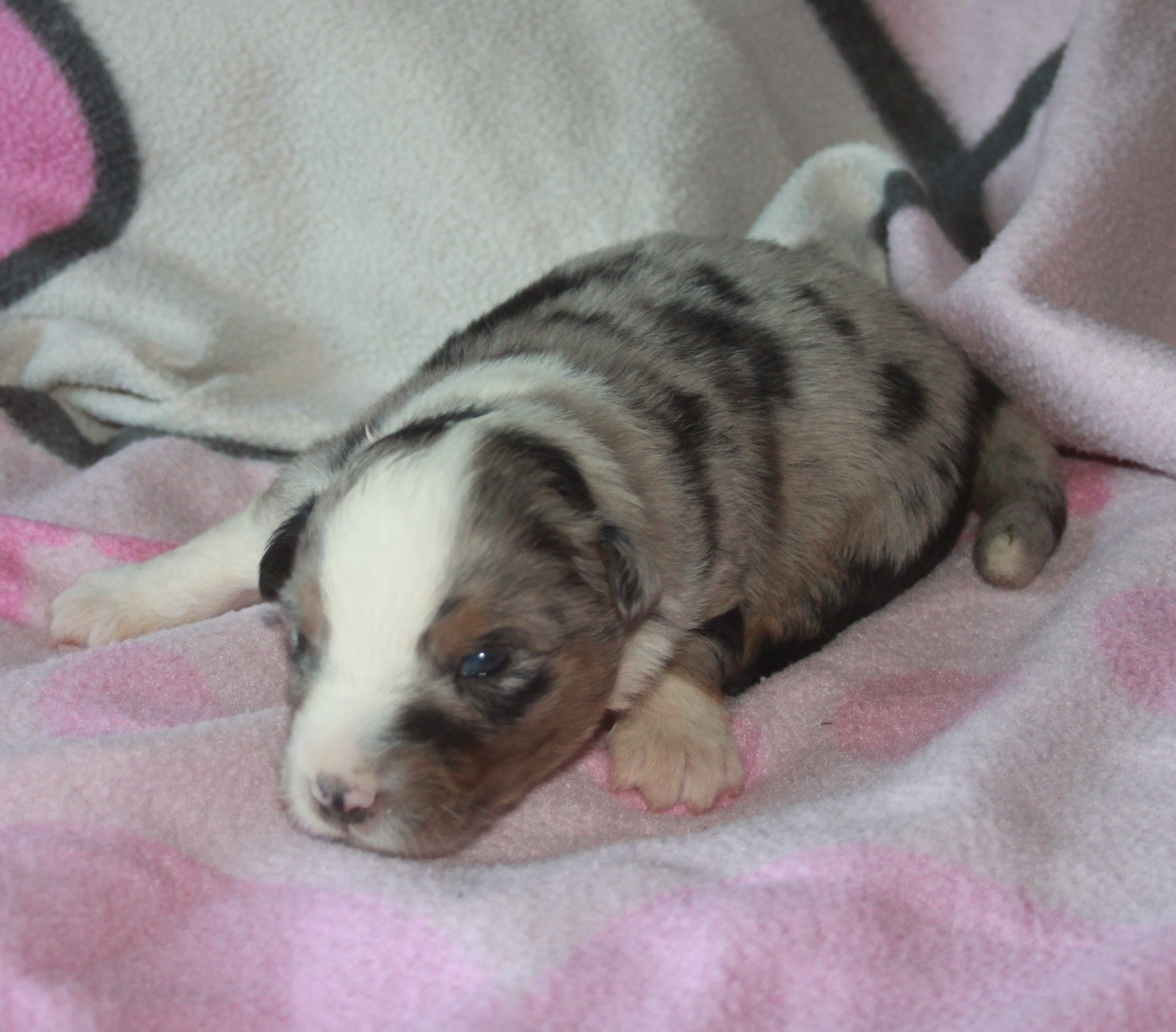 Des Minis Du Grand Fayard - Chiots disponibles - Berger Américain Miniature 