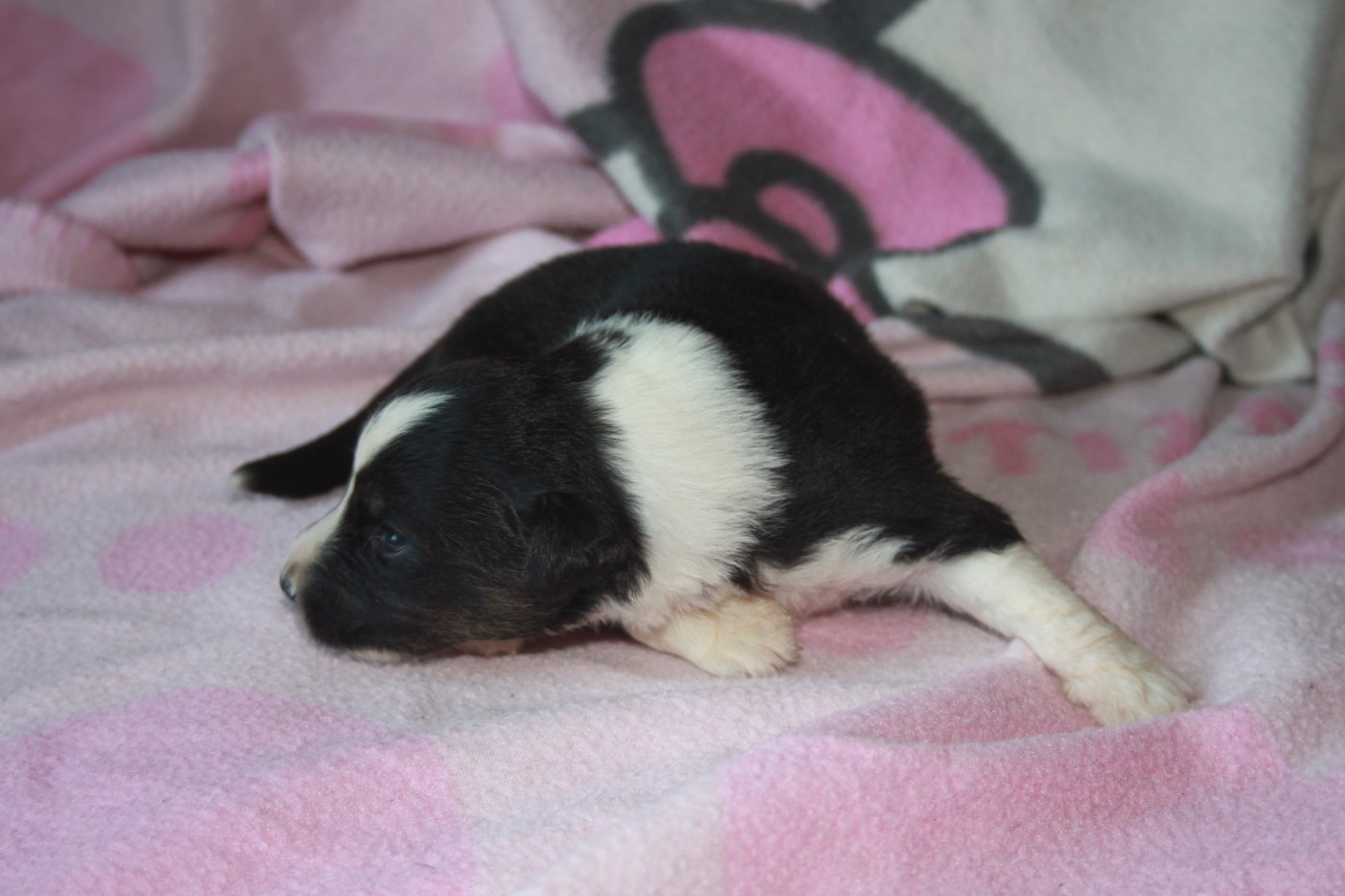 Des Minis Du Grand Fayard - Chiots disponibles - Berger Américain Miniature 
