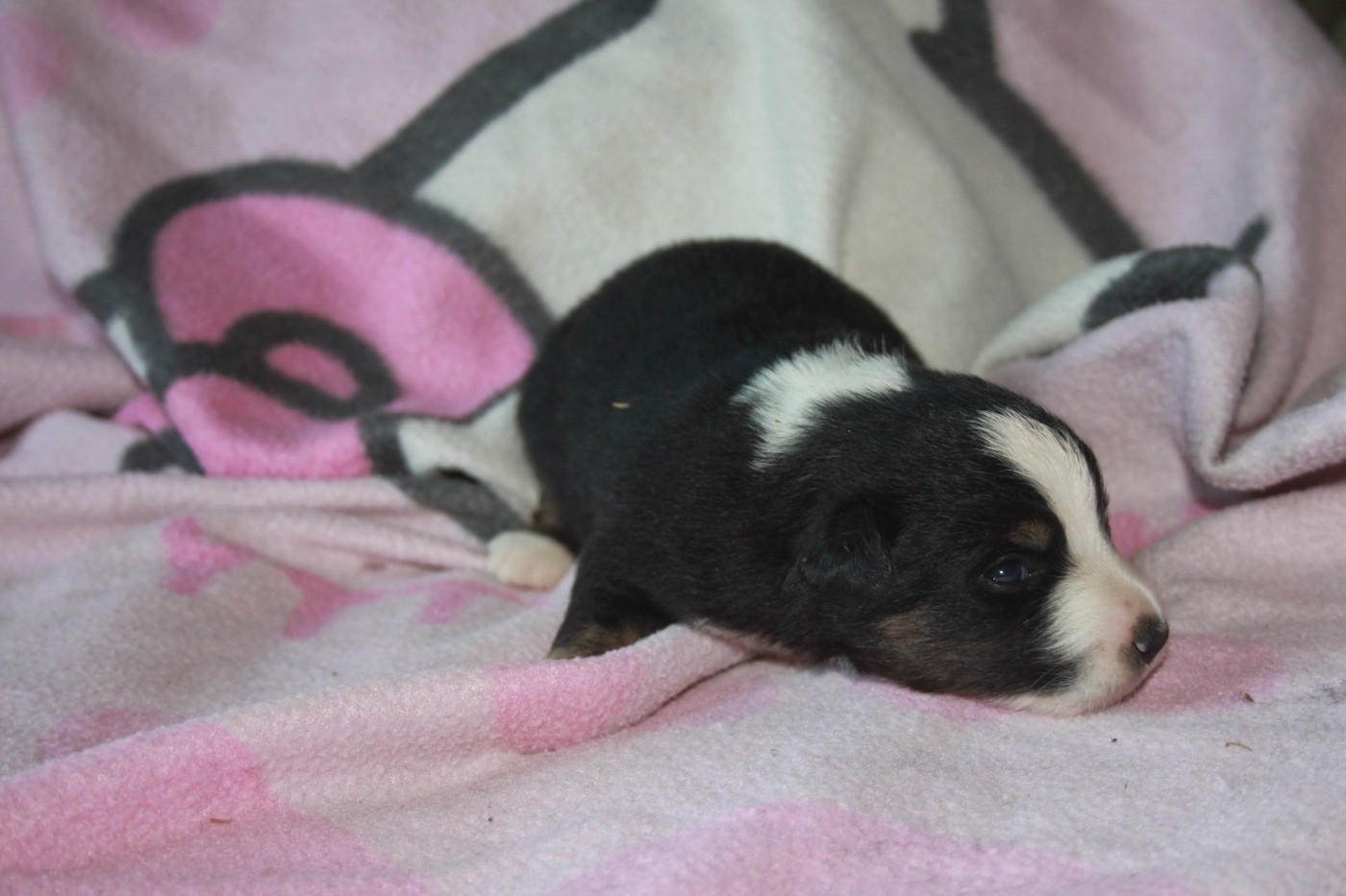 Des Minis Du Grand Fayard - Chiots disponibles - Berger Américain Miniature 