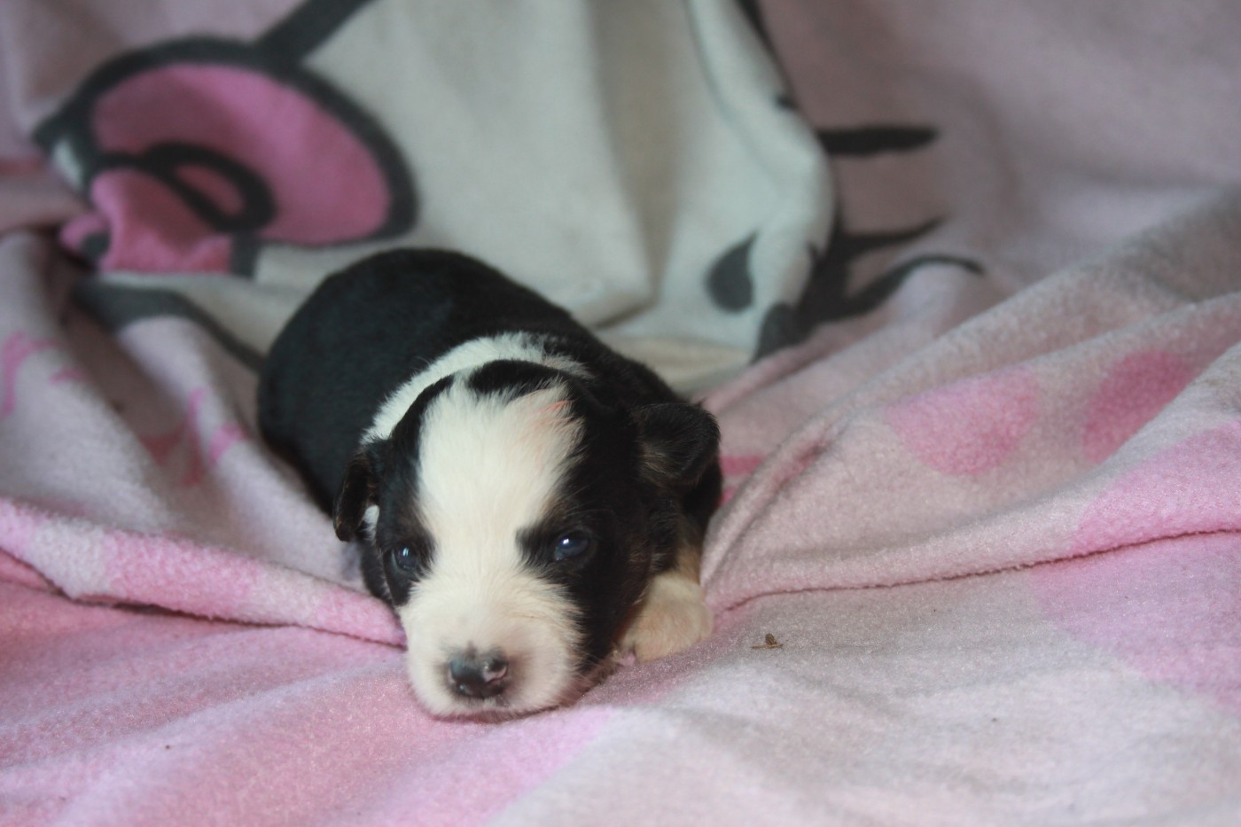 Des Minis Du Grand Fayard - Chiots disponibles - Berger Américain Miniature 